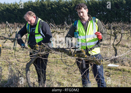 New Hall Vineyard, Purleigh, Essex, England Stock Photo