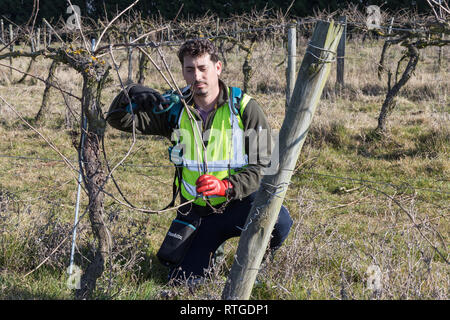 New Hall Vineyard, Purleigh, Essex, England Stock Photo