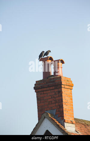 A pair of Jackdaws, Corvus monedula, in February sitting on chimney pots. Jackdaws can be found in rural and urban areas and sometimes nest in buildin Stock Photo