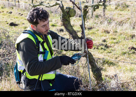 New Hall Vineyard, Purleigh, Essex, England Stock Photo