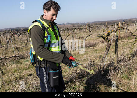 New Hall Vineyard, Purleigh, Essex, England Stock Photo