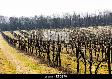 New Hall Vineyard, Purleigh, Essex, England Stock Photo