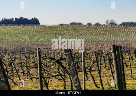 New Hall Vineyard, Purleigh, Essex, England Stock Photo