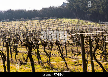 New Hall Vineyard, Purleigh, Essex, England Stock Photo