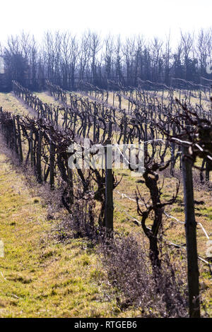 New Hall Vineyard, Purleigh, Essex, England Stock Photo