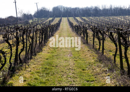 New Hall Vineyard, Purleigh, Essex, England Stock Photo