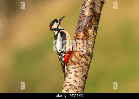 A great spotted woodpecker (Dendrocopos major) clings to the trunk of a silver birch tree Stock Photo