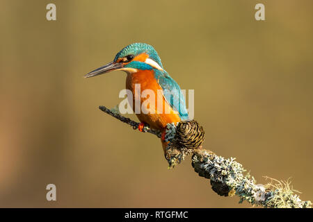 A male kingfisher (Alcedo atthis) perched on a branch in the sun