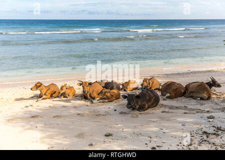 Cows and Bulls on the coast of Gili Trawangan island in Indonesia. Stock Photo