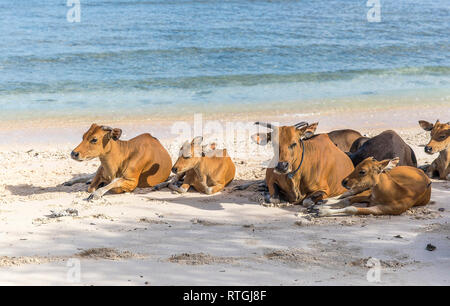 Cows and Bulls on the coast of Gili Trawangan island in Indonesia. Stock Photo