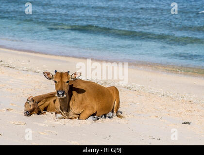 Cows and Bulls on the coast of Gili Trawangan island in Indonesia. Stock Photo