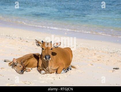 Cows and Bulls on the coast of Gili Trawangan island in Indonesia. Stock Photo