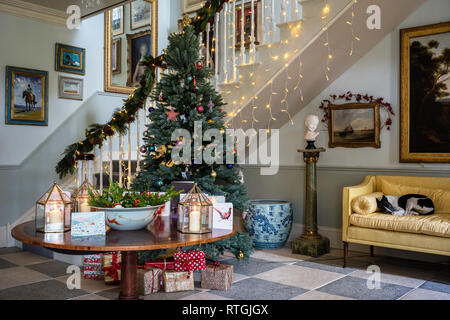 Whippet lies on yellow sofa in grand entrance hall with staircase built by Geraghty Joinery and artificial Royal Blue Spruce Christmas tree Stock Photo