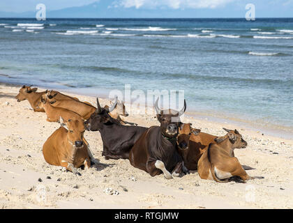 Cows and Bulls on the coast of Gili Trawangan island in Indonesia. Stock Photo