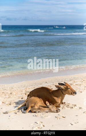 Cows and Bulls on the coast of Gili Trawangan island in Indonesia. Stock Photo