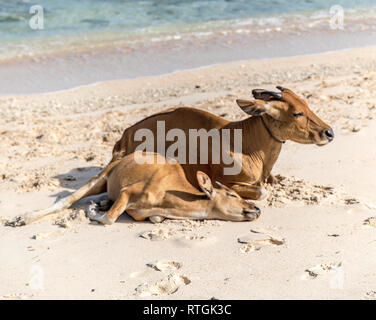 Cows and Bulls on the coast of Gili Trawangan island in Indonesia. Stock Photo