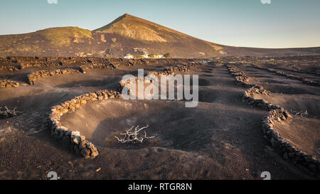 Typical vineyards on the island of Lanzarote, La Geria. Vineyards dug in holes in the ground with a wall of protection against the wind. Canary Island Stock Photo