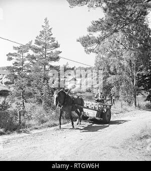 Working in the 1940s. A man is in the cart behind a horse that walks along a road on a summer day. Photo Kristoffersson Ref AD17-7. Sweden 1947 Stock Photo