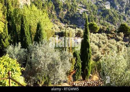 Beautiful planting in a garden on a finca in Mallorca Stock Photo