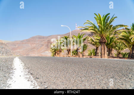 A lot of palm trees next to asphalt road leading to mountainous desert, Fuerteventura Stock Photo