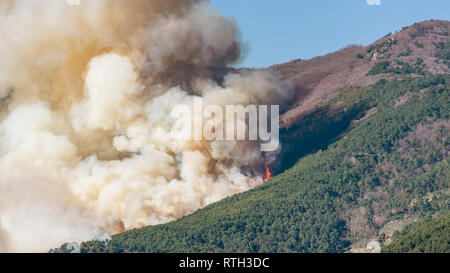 A large fire devours hectares of forest during a man-made natural disaster Stock Photo