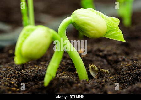 Fresh bean sprout breaking through the soil. Stock Photo