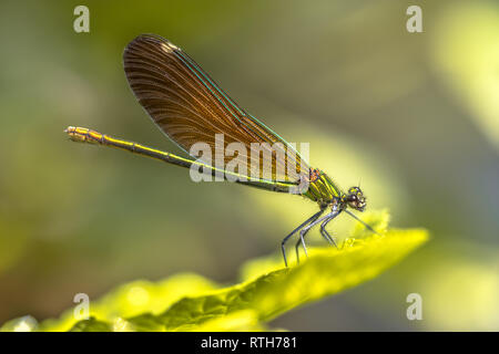 Copper demoiselle (Calopteryx haemorrhoidalis) female dragonfly resting on leaf neer creek Stock Photo