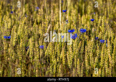 Blue flowers in yellow field as background. Cornflowers on the yellow cereal field. Meadow with nature rural cornflowers in cereal field in summer tim Stock Photo