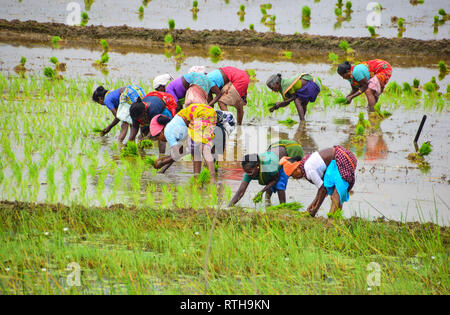 INDIA Tamil Nadu, rice farming, man winnowing rice to separate grain