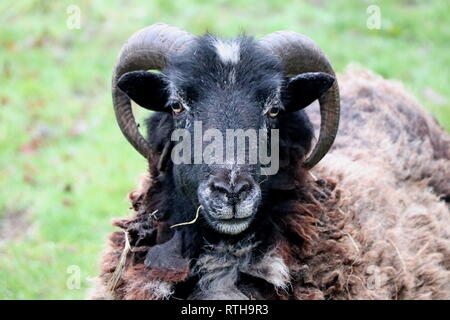 Horned Sheep Stock Photo