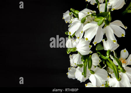 Fresh snowdrops on black wood background with place for text Stock Photo