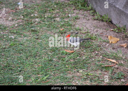 Red Crested Cardinal Stock Photo