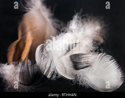 Duck feathers on a black background. Close up image Stock Photo