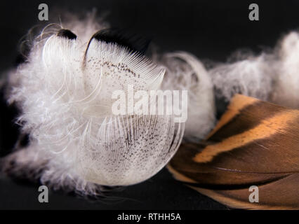 Duck feathers on a black background. Close up image Stock Photo