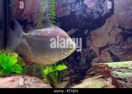 aquarium fish - silver dollar (Metynnis hypsauchen) Stock Photo