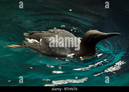 Common murre (Uria aalge), also known as the common guillemot. Stock Photo