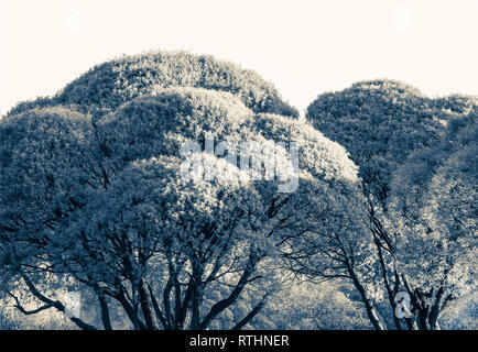 stylish trees in the city lawn Stock Photo