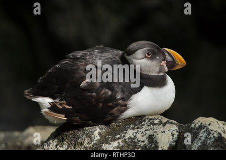 Atlantic puffin (Fratercula arctica), also known as the common puffin at the Lisbon Oceanarium (Oceanário de Lisboa) in Lisbon, Portugal. Stock Photo