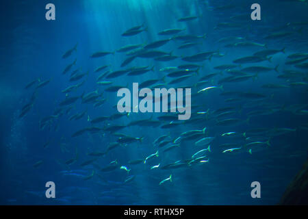Atlantic chub mackerel (Scomber colias)