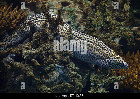 Laced moray (Gymnothorax favagineus), also known as the leopard moray. Stock Photo