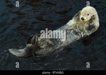 Sea otter (Enhydra lutris) swimming in the Lisbon Oceanarium (Oceanário de Lisboa) in Lisbon, Portugal. Stock Photo