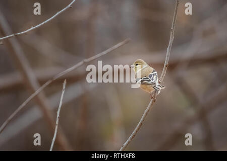 Female American Goldfinch (Spinus tristis) at a feeder. Stock Photo