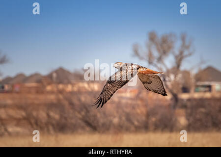 Red-tailed Hawk (buteo jamaicensis)in flight Stock Photo
