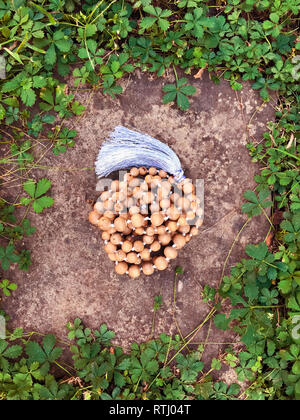Tulasi wooden rosary beads lie on a rock background in the green grass. Japa mala. Mantra. 108 beads.
