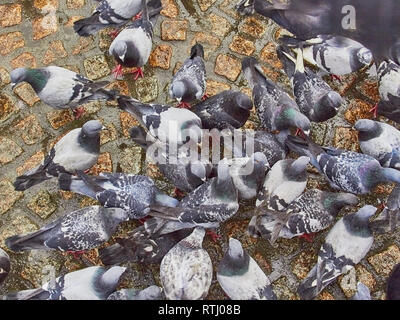 Pigeons in Dam Square in Amsterdam on the old pavement. Stock Photo