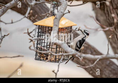 A Downy woodpecker (Picoides pubescens) at a feeder. Stock Photo