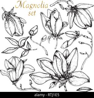 Doodle floral set of magnolia in vector with doodles black and white coloring page Stock Vector