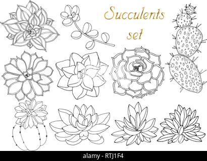 Doodle floral background in vector with doodles black and white coloring page of succulents. Set of tropical plants Stock Vector