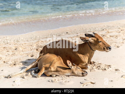 Cows and Bulls on the coast of Gili Trawangan island in Indonesia. Stock Photo