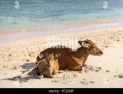 Cows and Bulls on the coast of Gili Trawangan island in Indonesia. Stock Photo